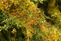 Hymenophyllum villosum. Plants growing epiphytically on a branch amongst mosses and liverworts.  
 Image: L.R. Perrie © Leon Perrie 2014 CC BY-NC 3.0 NZ